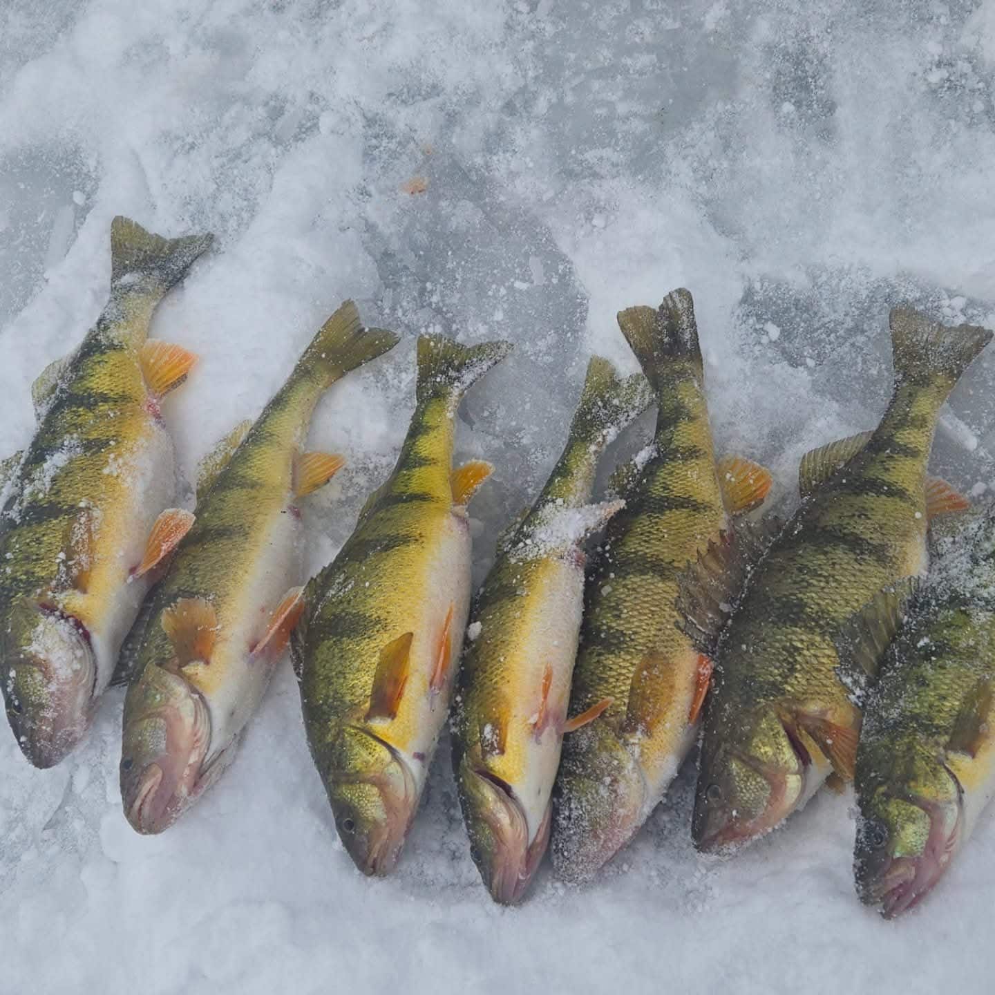 perch SB